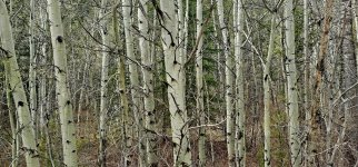 20240514_123230_copy_1600x747.jpg 20240514_123230_copy_1600x747.jpg