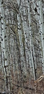 20240514_123254_copy_349x747.jpg 20240514_123254_copy_349x747.jpg