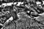 Driftwood BW.jpg