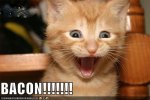 cat-bacon1.jpg