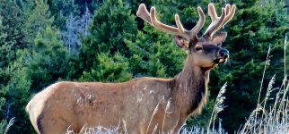 Screenshot_20240601_064531_Gallery_copy_1600x747.jpg Screenshot_20240601_064531_Gallery_copy_1600x747.jpg