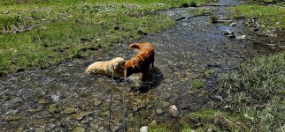 20240601_120443_copy_1600x747.jpg 20240601_120443_copy_1600x747.jpg