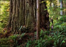 largest_biggest_coast_redwood_12 (1).jpg largest_biggest_coast_redwood_12 (1).jpg