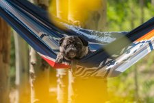 Huck the Adventure Pug Relaxing at Camp in Voited Hammock.jpg