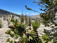 Bristlecone 1.jpg Bristlecone 1.jpg