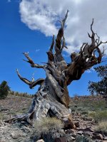 Bristlecone 2.jpg Bristlecone 2.jpg