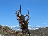 Bristlecone 3.jpg