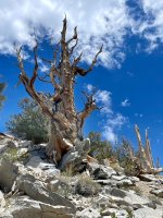 Bristlecone 4.jpg Bristlecone 4.jpg
