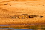 (fitzroy crossing) Geiki gorge FW croc (1).jpg