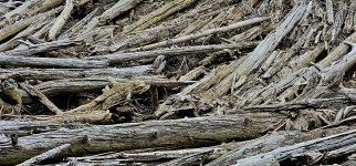 20240730_112100_copy_1600x747.jpg 20240730_112100_copy_1600x747.jpg