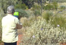 P1040752e Woild flowers.JPG P1040752e Woild flowers.JPG