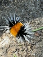 Caterpillar.jpg Caterpillar.jpg