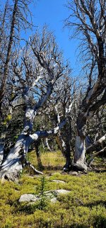 20240905_133556_copy_1200x2570.jpg 20240905_133556_copy_1200x2570.jpg