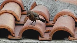 Naran1.jpg Naran1.jpg