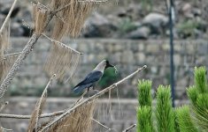 Naran32.jpg Naran32.jpg