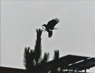 Naran33.jpg Naran33.jpg