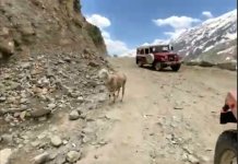 saif14.jpg saif14.jpg