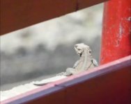 besham4.jpg besham4.jpg