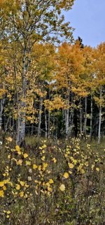 20241010_094150_copy_349x747.jpg 20241010_094150_copy_349x747.jpg