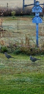 Screenshot_20241024_090426_Gallery_copy_348x747.jpg Screenshot_20241024_090426_Gallery_copy_348x747.jpg