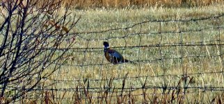 20241024_092043_copy_1600x747.jpg 20241024_092043_copy_1600x747.jpg