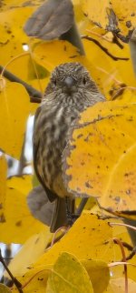 Screenshot_20241029_151522_Gallery_copy_348x747.jpg Screenshot_20241029_151522_Gallery_copy_348x747.jpg