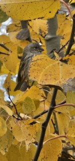 20241029_151415_copy_349x747.jpg 20241029_151415_copy_349x747.jpg