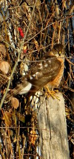 Screenshot_20241202_195106_Gallery_copy_1198x2570.jpg Screenshot_20241202_195106_Gallery_copy_1198x2570.jpg