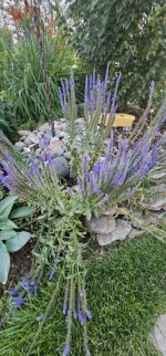 20240806_202630_copy_349x747.jpg 20240806_202630_copy_349x747.jpg