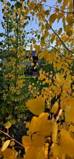 20241014_175932_copy_349x747.jpg 20241014_175932_copy_349x747.jpg