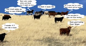cows.jpg
