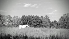 GOAT 020.jpg GOAT 020.jpg