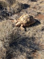 desert tortoise.jpg