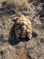 desert tortoise 1.jpg