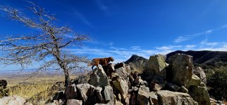 20250209_143155_copy_1600x747.jpg 20250209_143155_copy_1600x747.jpg