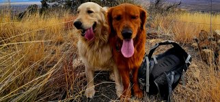 Screenshot_20250301_084003_Gallery_copy_1200x560.jpg Screenshot_20250301_084003_Gallery_copy_1200x560.jpg