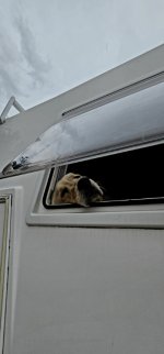 20250210_145022_copy_349x747.jpg 20250210_145022_copy_349x747.jpg