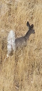 Screenshot_20250210_142746_Gallery_copy_348x747.jpg Screenshot_20250210_142746_Gallery_copy_348x747.jpg