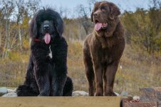 newfoundlands fall paper.jpeg