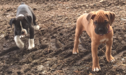 Bonnie and Clyde close up.png