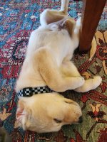 20240817_160011.jpg 20240817_160011.jpg