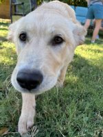 finfaced.jpg finfaced.jpg