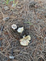 IMG_0391.jpeg IMG_0391.jpeg