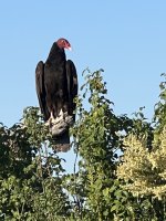 IMG_7449.jpeg