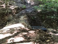 IMG_1444.jpeg