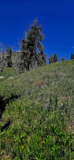 20250711_123231_copy_1200x2570.jpg