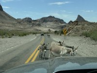 IMG_5568.jpeg