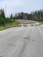 20250718_080838.jpg 20250718_080838.jpg