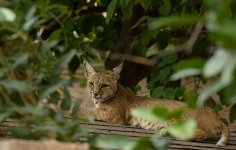 1755532184488.jpeg 1755532184488.jpeg