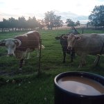 cows and coffee.jpg cows and coffee.jpg